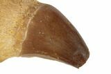 Fossil Mosasaur Jaw Section with Two Teeth - Morocco #192507-1